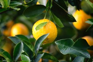 Pé de maracujá com folhas verdes ao fundo