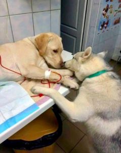 Cachorros se tornam melhores amigos nos momentos das dificuldades