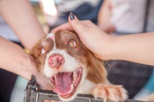 Iniciativa é da Subsecretaria de Bem Estar Animal