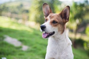 Todos os animais já são castrados, vacinados, microchipados e cadastrados no Registro Geral de Animais (RGA).