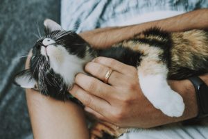 Número de casos de abono de animais cresceu na cidade do Rio durante a pandemia.